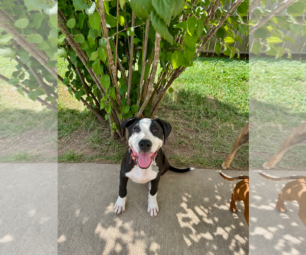 Medium Photo #4 American Staffordshire Terrier-Unknown Mix Puppy For Sale in Holly Springs, NC, USA
