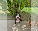 Small #3 American Staffordshire Terrier Mix