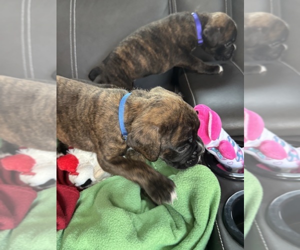 Medium Photo #9 Boxer Puppy For Sale in LANSING, MI, USA