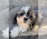 Small #3 Zuchon