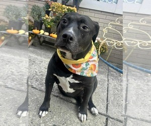 American Pit Bull Terrier-Unknown Mix Dogs for adoption in Germantown, OH, USA