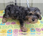 Small #2 Poodle (Miniature) Mix