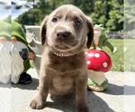 AKC Ready to Go - Male Labrador Retriever Puppy for Sale - Photo #5