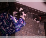 Small Photo #33 Boston Terrier-Collie Mix Puppy For Sale in COLUMBUS, OH, USA