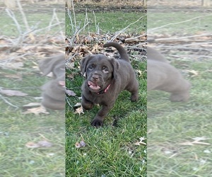 Labrador Retriever Dog for Adoption in WILMINGTON, Illinois USA