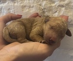Puppy Pine Goldendoodle (Miniature)