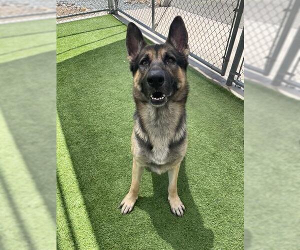 Medium Photo #2 German Shepherd Dog Puppy For Sale in Jackson, CA, USA