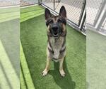 Small #1 German Shepherd Dog