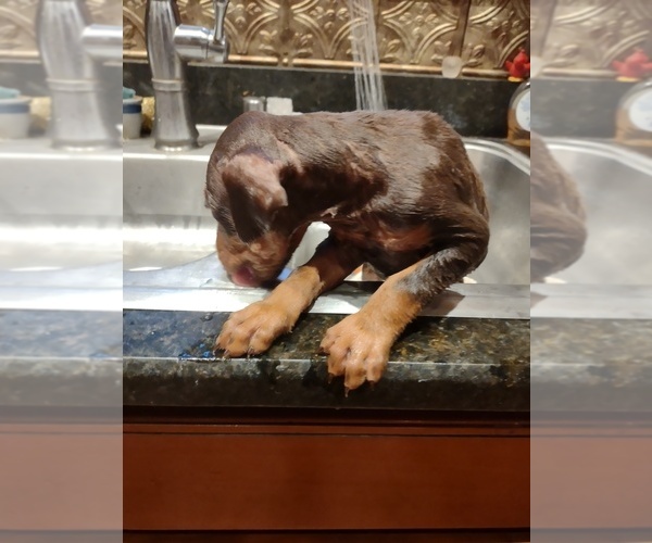 Medium Photo #7 Doberman Pinscher Puppy For Sale in BENTON, KY, USA