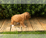 Small #5 Cocker Spaniel