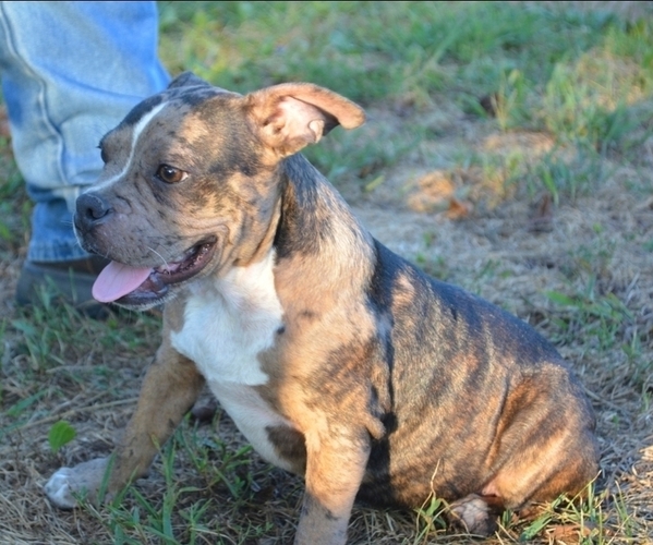 Medium Photo #1 American Bully Puppy For Sale in KOSHKONONG, MO, USA