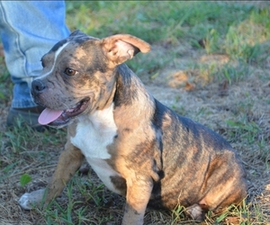 American Bully Puppy for sale in KOSHKONONG, MO, USA