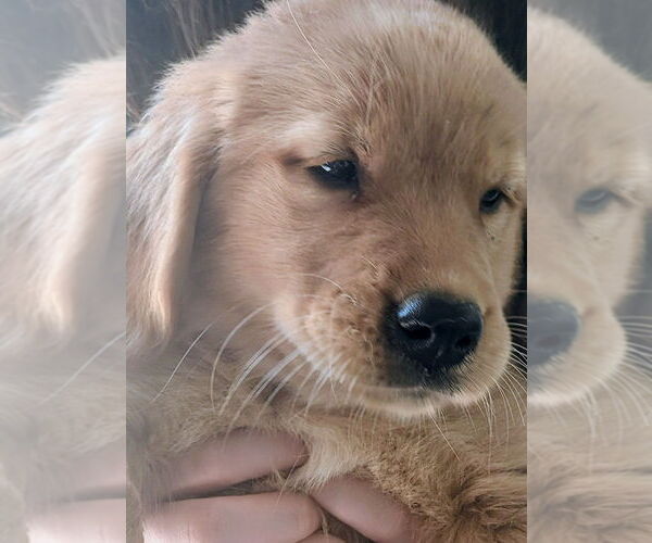 Medium Photo #10 Golden Retriever Puppy For Sale in EAST SPARTA, OH, USA