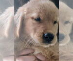 Small #9 Golden Retriever