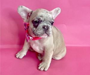 French Bulldog Puppy for sale in DALLAS, TX, USA