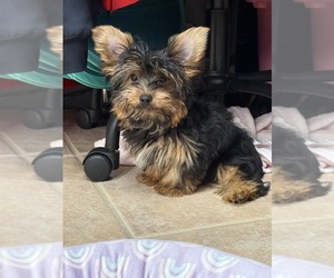 Medium Yorkshire Terrier