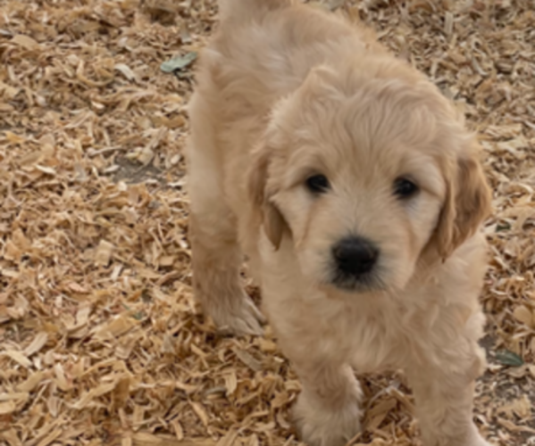 Medium Photo #13 Goldendoodle Puppy For Sale in MANTECA, CA, USA