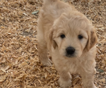 Small #12 Goldendoodle