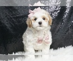 Small #1 Maltipoo