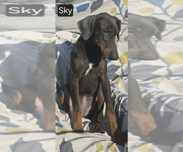 Medium Photo #10 Doberman Pinscher Puppy For Sale in POMEROY, OH, USA