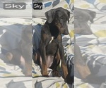 Small #9 Doberman Pinscher