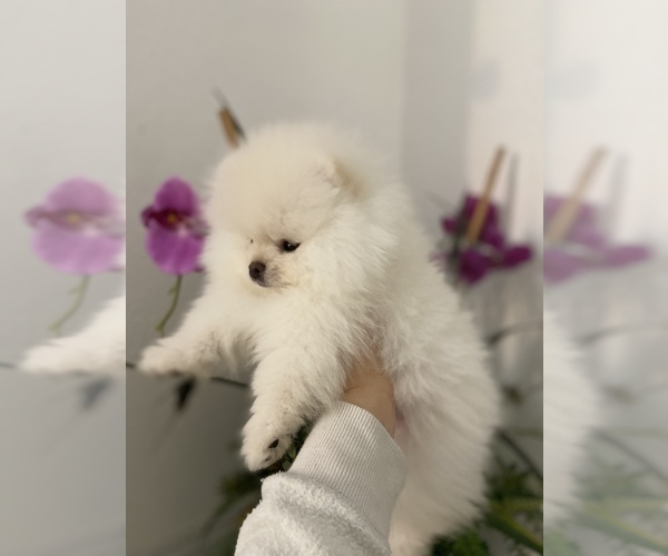 Medium Photo #3 Pomeranian Puppy For Sale in SACRAMENTO, CA, USA