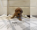 Small Photo #4 Golden Retriever Puppy For Sale in MARSHFIELD, MO, USA