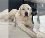 Small #5 Great Pyrenees