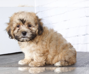 ShihPoo Dog for Adoption in RED LION, Pennsylvania USA