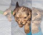 Small Photo #343 Yorkshire Terrier Puppy For Sale in AKRON, OH, USA