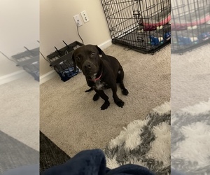 Dachshund-Labrador Retriever Mix Puppy for sale in HAMPTON, VA, USA