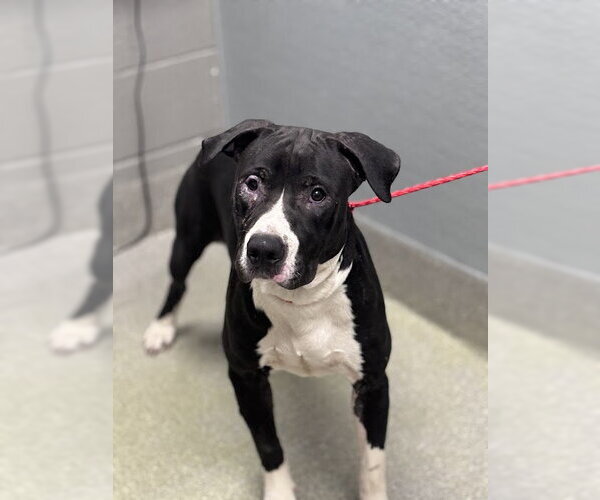 Medium Photo #1 Mutt Puppy For Sale in Las Vegas, NV, USA