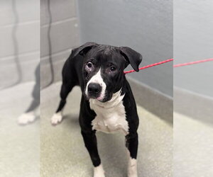 Mutt Dogs for adoption in Las Vegas, NV, USA