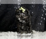 Small Photo #66 Morkie Puppy For Sale in WARSAW, IN, USA