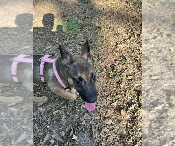 Medium Photo #3 Mutt Puppy For Sale in Imlay City, MI, USA