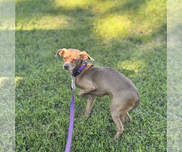 Medium Photo #2 Italian Greyhuahua Puppy For Sale in Pittsburg, CA, USA