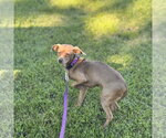 Small Photo #2 Italian Greyhuahua Puppy For Sale in Pittsburg, CA, USA