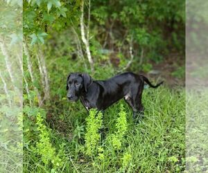 Great Dane Dogs for adoption in Oviedo, FL, USA