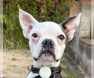 Boston Terrier Dogs for adoption in San Ramon, CA, USA