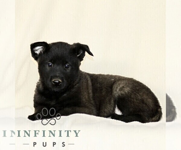 Medium Photo #4 Belgian Malinois Puppy For Sale in RONKS, PA, USA