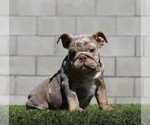 Small #1 English Bulldog