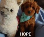Small Photo #9 Cavachon-Poodle (Miniature) Mix Puppy For Sale in TUCSON, AZ, USA