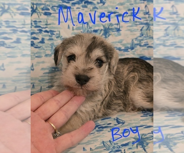 Medium Photo #7 Chizer Puppy For Sale in MONTEZUMA, GA, USA