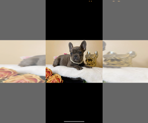 French Bulldog Puppy for sale in WINSTON SALEM, NC, USA