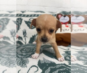 Chihuahua Dogs for adoption in York, SC, USA