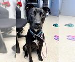 Small #1 American Pit Bull Terrier Mix