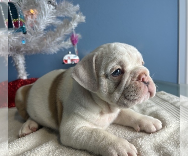 Medium Photo #11 Bulldog Puppy For Sale in THONOTOSASSA, FL, USA