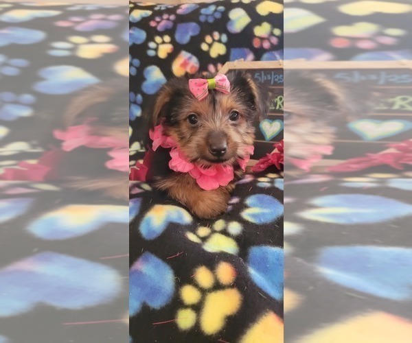 Medium Photo #13 Yorkshire Terrier Puppy For Sale in AKRON, OH, USA