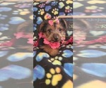 Small Photo #13 Yorkshire Terrier Puppy For Sale in AKRON, OH, USA