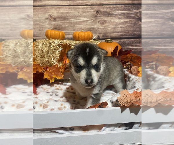Medium Photo #5 Pomsky Puppy For Sale in ROCKFORD, IL, USA